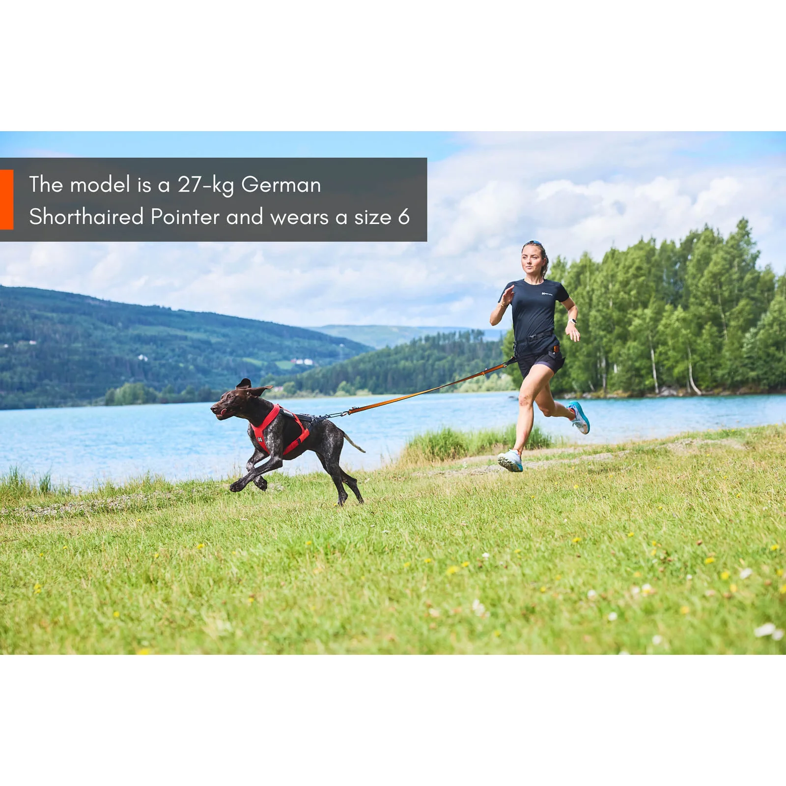 Non-stop Dogwear Freemotion Harness 5.0 - Image 10
