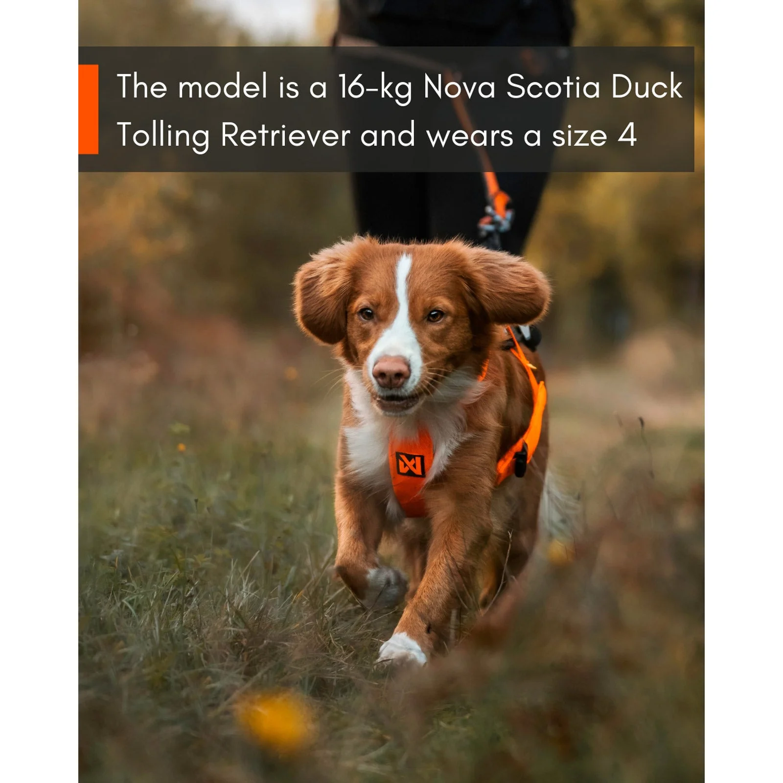 Non-stop Dogwear Freemotion Harness 5.0 - Image 11