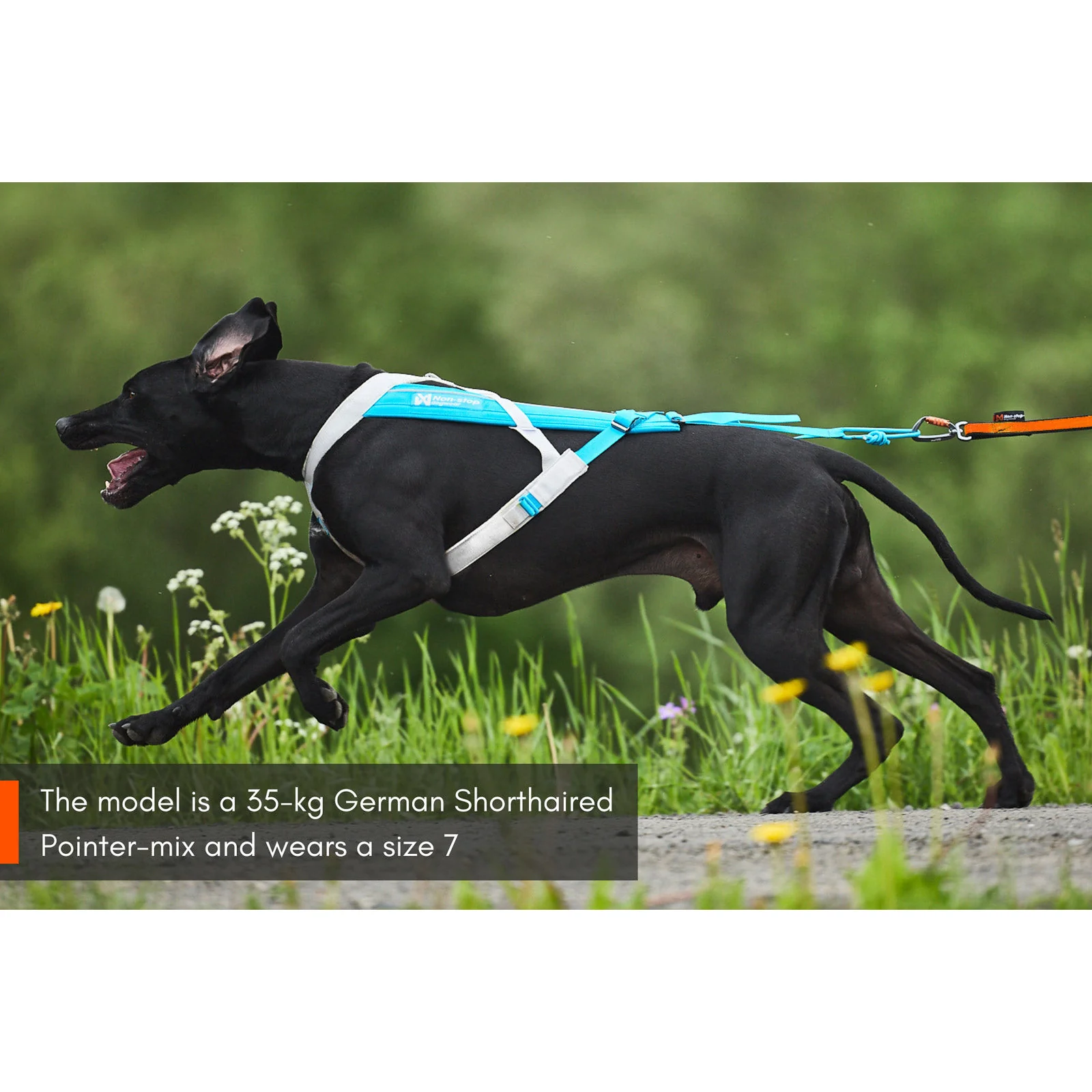 Non-stop Dogwear Freemotion Harness 5.0 - Image 8