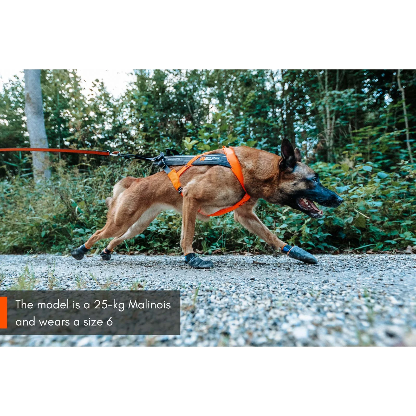 Non-stop Dogwear Freemotion Harness 5.0 - Image 9